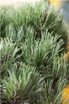 Pinus mugo 'Carsten´s Wintergold' - Berg-Kiefer 'Carsten's Wintergold' Pinus mugo 'Carsten´s Wintergold' - Berg-Kiefer 'Carsten's Wintergold'