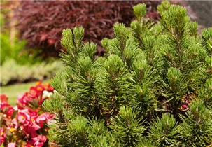Pinus mugo 'Mops' - Kugel-Kiefer 'Mops' Pinus mugo 'Mops' - Kugel-Kiefer 'Mops'