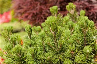 Pinus mugo 'Mumpitz' - Berg-Kiefer 'Mumpitz' Pinus mugo 'Mumpitz' - Berg-Kiefer 'Mumpitz'