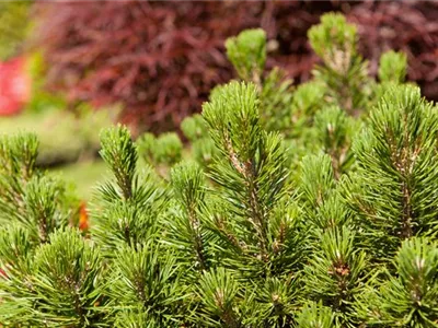 Pinus mugo 'Mumpitz' - Berg-Kiefer 'Mumpitz' Pinus mugo 'Mumpitz' - Berg-Kiefer 'Mumpitz'