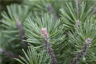 Pinus mugo 'Mops' - Kugel-Kiefer 'Mops' Pinus mugo 'Mops' - Kugel-Kiefer 'Mops'