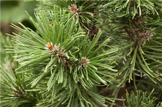Pinus mugo 'Mops' - Kugel-Kiefer 'Mops' Pinus mugo 'Mops' - Kugel-Kiefer 'Mops'