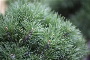 Pinus mugo 'Mops' - Kugel-Kiefer 'Mops' Pinus mugo 'Mops' - Kugel-Kiefer 'Mops'