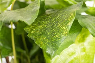 Calathea musaica 'Network' - Korbmarante 'Network' Calathea musaica 'Network' - Korbmarante 'Network'