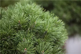 Pinus mugo 'Mops' - Kugel-Kiefer 'Mops' Pinus mugo 'Mops' - Kugel-Kiefer 'Mops'