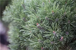 Pinus mugo 'Mops' - Kugel-Kiefer 'Mops' Pinus mugo 'Mops' - Kugel-Kiefer 'Mops'