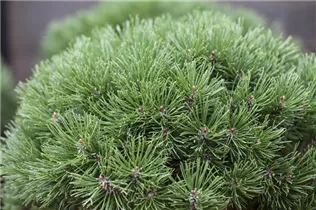 Pinus mugo 'Mops' - Kugel-Kiefer 'Mops' Pinus mugo 'Mops' - Kugel-Kiefer 'Mops'