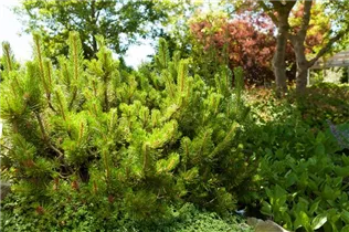 Pinus mugo subsp. mughus - Krummholz-Kiefer Pinus mugo subsp. mughus - Krummholz-Kiefer