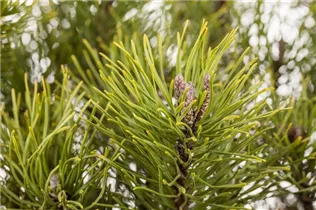 Pinus mugo subsp. mughus - Krummholz-Kiefer Pinus mugo subsp. mughus - Krummholz-Kiefer