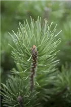 Pinus mugo subsp. mughus - Krummholz-Kiefer Pinus mugo subsp. mughus - Krummholz-Kiefer