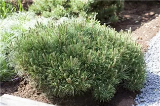 Pinus pumila 'Globe' - Pummelkiefer 'Globe'