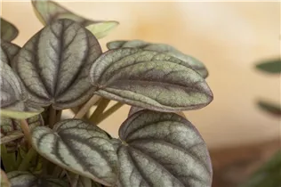 Peperomia griseoargentea - Peperomie