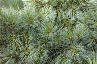 Pinus strobus 'Radiata' - Streichelkiefer 'Radiata'