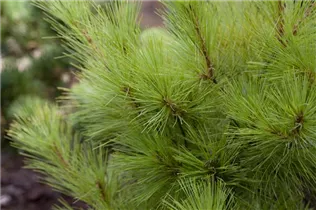 Pinus strobus - Weymouths-Kiefer