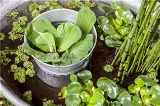 Eichhornia crassipes - Wasserhyazinthe Eichhornia crassipes - Wasserhyazinthe