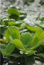 Pistia stratiotes - Wassersalat Pistia stratiotes - Wassersalat