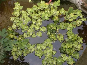 Pistia stratiotes - Wassersalat Pistia stratiotes - Wassersalat
