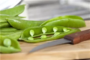 Pisum sativum - Erbse