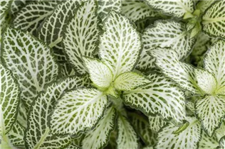 Fittonia verschaffeltii - Fittonie