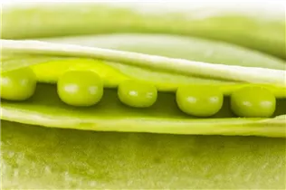 Pisum sativum - Erbse