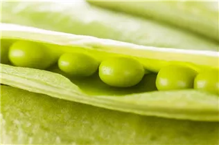 Pisum sativum - Erbse