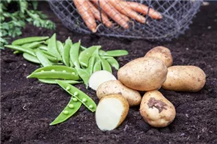 Pisum sativum - Erbse