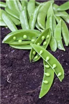 Pisum sativum - Erbse