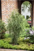 - Platycladus orientalis 'Franky Boy'  - Platycladus orientalis 'Franky Boy'