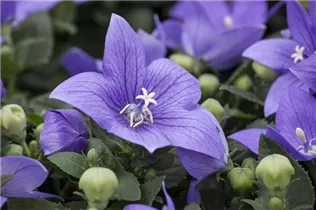  - Platycodon grandiflorus