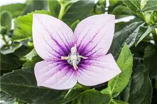  - Platycodon grandiflorus