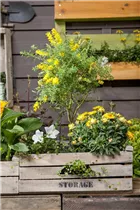  - Platycodon grandiflorus