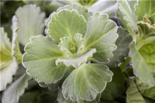 Coleus canina - Bunte 'Verpiss-Dich'®-Pflanze Coleus canina - Bunte 'Verpiss-Dich'®-Pflanze