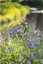  - Polemonium caeruleum