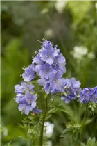  - Polemonium reptans 'Blue Pearl'