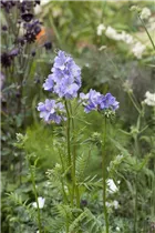  - Polemonium caeruleum