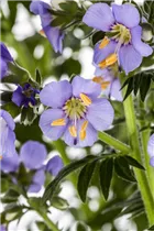 - Polemonium caeruleum 'Azurro'