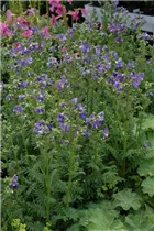  - Polemonium caeruleum