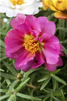  - Portulaca grandiflora