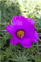  - Portulaca grandiflora