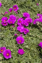  - Portulaca grandiflora