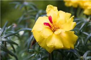  - Portulaca grandiflora