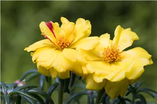  - Portulaca grandiflora