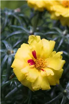  - Portulaca grandiflora