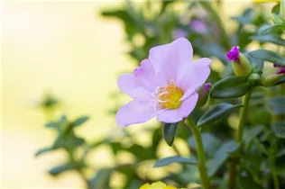  - Portulaca grandiflora