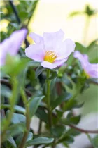  - Portulaca grandiflora