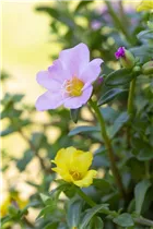  - Portulaca grandiflora 'Carnaval'