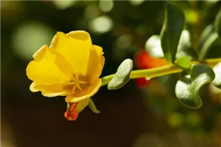  - Portulaca grandiflora