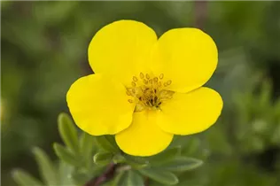  - Potentilla fruticosa