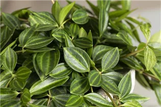 Peperomia angulata - Zierpfeffer Peperomia angulata - Zierpfeffer