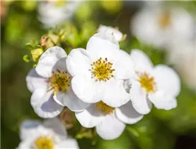 - Potentilla fruticosa 'Abbotswood'  - Potentilla fruticosa 'Abbotswood'